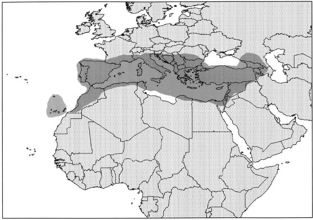 Şekil 1: Sideritis türlerinin Dünyadaki yayılışı5 Sideritis türleri, yüksek endemizm oranı ve halk arasında çay şeklinde yaygın kullanımı sebebiyle Türkiye için önemli bitkiler arasındadır41.