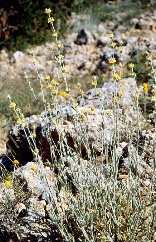 Şekil 4. Sideritis libanotica subsp. linearis (H. Duman koleksiyonu) Bentham 2.1.4.3. Sideritis libanotica Labill. subsp. linearis Tanım Çok yıllık.