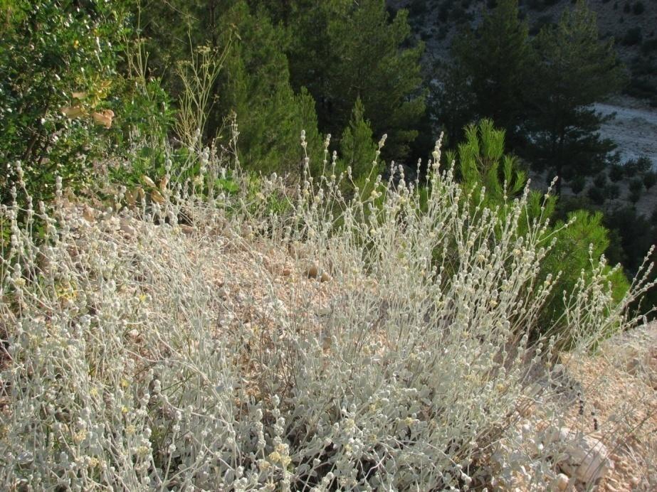 Şekil 8. Sideritis hololeuca, Olukpınar köyü (Ermenek-Gülnar Yolu) 2.1.4.7. Sideritis hololeuca Boiss & Heldr. apud Bentham Tanım Çok yıllık otsu, tabanda odunsu.