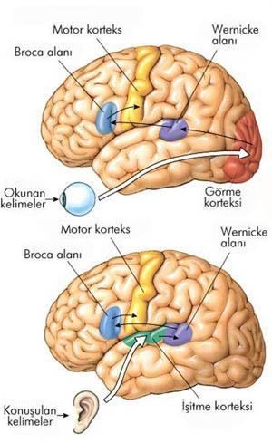 5. SONUÇ ve ÖNERİLER Çalışmada öncelkle frekans eksennde çalışılmıştır. Ve mgren hastalarına ışık uyartısı verldğnde EEG şaretlernn beta bandında genlk artışı meydana geldğ bulunmuştur.