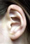 Kulak kepçesi huni şeklindedir ses dalgalarını