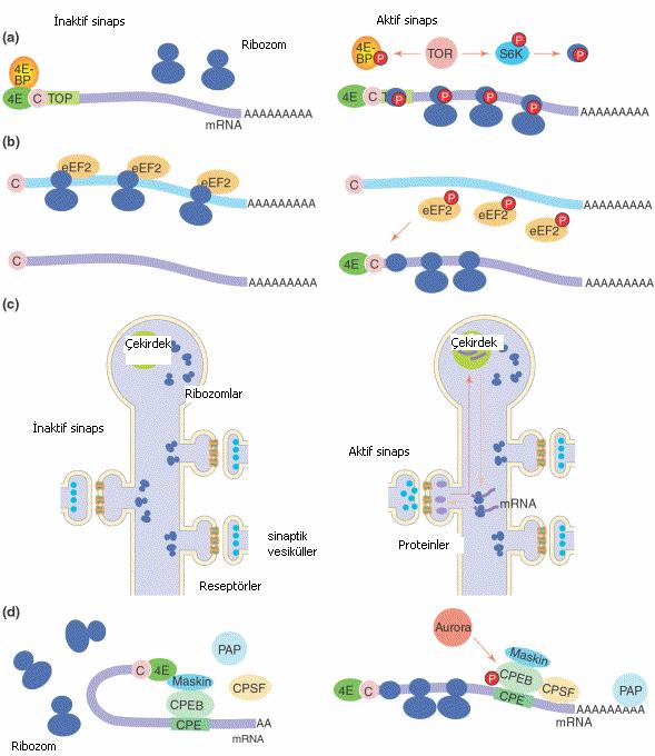 270 Anadolu Üniversitesi Bilim ve Teknoloji Dergisi, 7(2) Şekil 3. Yerel protein sentezini başlatan sinaptik aktivite mekanizmaları.