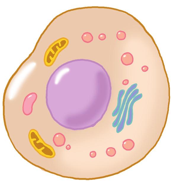Kalıtsal Ribozom Hücre zarı madde Bakteri hücresi Geliþmiþ Hücreler Ýlkel hücrelerden farklý olarak geliþmiþ hücreler çekirdek Çekirdek içerir, DNA da çekirdekte bulunur.