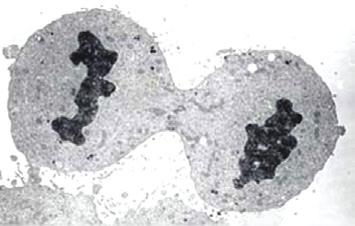 Depolama Organeli Koful Hücreler; su, tuz, protein ve karbonhidrat gibi çeþitli molekülleri koful adý verilen zarla çevrili yapýlarda depolar.
