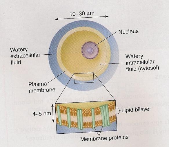 1- GENEL BAKIŞ Fluid mosaic memb. model; Prof. Dr.