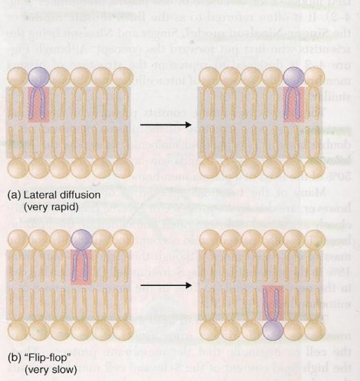 bir diğer tabakaya çapraz geçişleri çok zordur Molekül içinde hareket: Gevşeme (Flexing) & Dönme (Rotation) Phospholipid molekülleri kendi ekseni etrafında dönerler (a) & gevşeme hareketinde