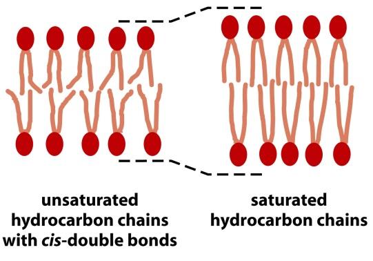 Lipid bilayerin akıcılığı (viskositenin tersi) kompozisyonuna ve sıcaklığa bağlıdır Karakteristik bir donma noktasında lipid tabakası faz değişimine uğrar (sıvı fazdan jel faza geçiş gibi) Lipid