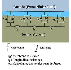 Bir elektriksel iletken & bir yalıktan Hangi Özelliklere sahiptir? C = capacitance of the insulator = 0 A/d = dielectric const.