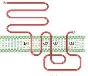 Şekil 2 de, homomerik ve heteromerik, nöronal nikotinik reseptörlerinin santral kanalının etrafında çevrelenmiş alt-ünitelerinden oluşan bir pentamer olduğu gösterilmektedir.