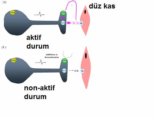 Bu yüzden, nöronal nikotinik reseptörler santral sinir sisteminde yaygın olarak incelenmektedir, fakat periferik sinir sisteminde bahsi geçen reseptörler bu kadar araştırılmamıştır.