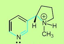 2.2. Nikotin Şekil 6. Nikotinin moleküler yapısı. Nikotin 162.23 kda moleküler ağırlığına sahiptir ve açık kimyasal ismi 3-(1-Metil-2-pirolidinil) piridin dir (Şekil 6).