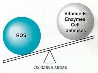 2.3.4. Oksidatif Stres. Şekil 7. Oksidatif stres. Bugünlerde yaygın kullanılan oksidatif stres ifadesi ilk olarak Sie tarafından önerilmiştir.