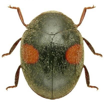 belirlemişlerdir. Çalışma süresince toplam 434 coccinellid toplanmıştır.