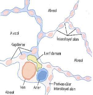 Terminal bronşiollerden sonra gelen respiratuvar (solunumsal) bronşiollerde difüzyon başlar. Açık uçları hava yollarının lümeni ile devam eden ince duvarlı keseciklerdir.