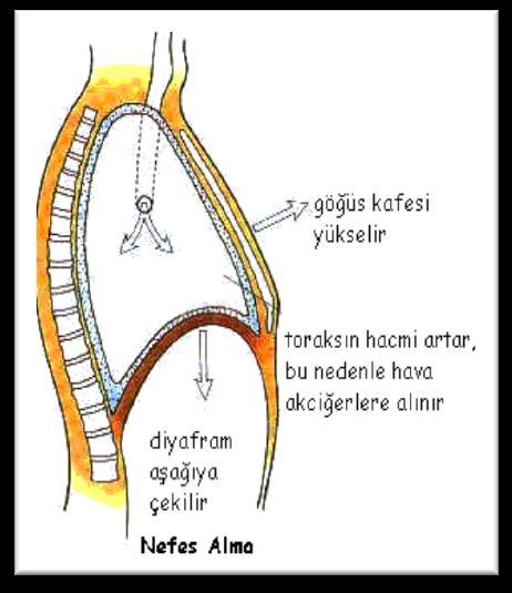 Şekil 2. Diyafram (Figure 2.