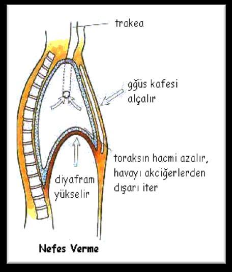 Alınan nefesi geri boşalttığımızda da bu boşluk azalır, diyafram kası kubbe şeklini geri alır ve nefesin hacmi azalır. Bir flütistin nefesi nereye alacağını iyi bilmesi gerekir.