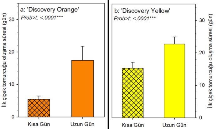 Şekil 1 Kısa ve uzun gün koşullarında yetiştirilen kadife bitkilerinde uygulama başlangıcından itibaren ilk çiçek tomurcuğu oluşumuna kadar geçen süreler. a: Discovery Orange, b: Discovery Yellow.