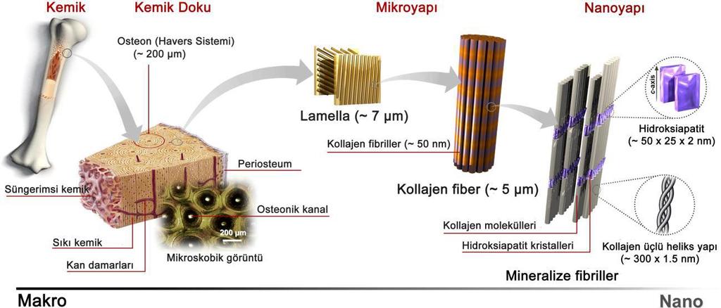 Şekil 1: Kemiğin hiyerarşik yapısı (4) Bu derlemede, son yıllarda kemik doku ve kemikleşme çeşitleri ile ilgili yapılan çalışmalar incelenip elde edilen güncel bilgilerin araştırmacılara katkı
