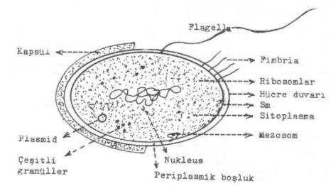 1. Glikojen 2. Poli hidroksi butirat 3. Siyofisin İnorganik inklüzyon cisimleri 1. Polifosfat 2.