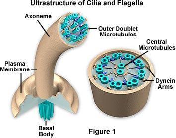 Flagella Hücre yüzeyindeki çıkıntılardır. (Çapları 120-185A o ) Hareket organelidir. Flagella 3 kısımdan oluşur. Flagellin adlı proteinden oluşmuştur. 1. Flament: 2.