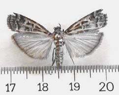 3. BULGULAR 3.1. Dioryctria splendidella H.-S.