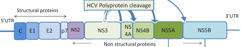 HCV Genomik Yapısı Genom, 9 kb uzunluğunda Bir adet açık okuma bölgesine (ORF) sahip Yapısal (3) ve yapısal olmayan (7) proteinler Yapısal