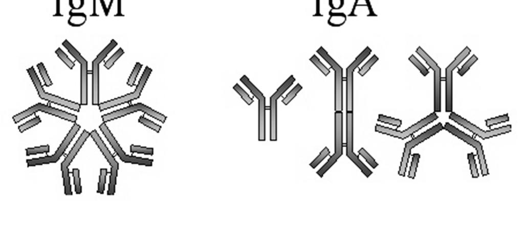 27 İmmünoglobülinler molekül ağırlıklarına ve işlevlerine göre 5 sınıfa ayrılırlar: IgG, IgM, IgA, IgD ve Ig Bunlar içinde IgG bağışık yanıt