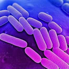 Dissemination of the mcr-1 colistin resistance gene Yongfei Hu, Fei Liu, Ivan Y C Lin, George F Gao, Baoli Zhu