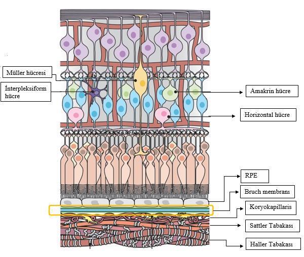 Şekil 2.2. Koroid tabakaları.