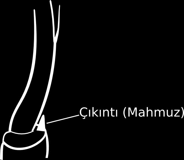 3.2.3 Tanytarsini 3.2.3.1 Cladotanytarsus Kieffer, 1922 Mentum orta dişi tektir ve beş adet lateral diş bulunmaktadır.