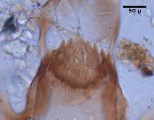 3.2.5 Diamesinae 3.2.5.1 Diamesa Meigen, 1835 Kafa kapsülü küçüktür. Genelde kahverengi veya turuncu pigmentlidir. Mentum dar ve üniform diş yapısına sahiptir.