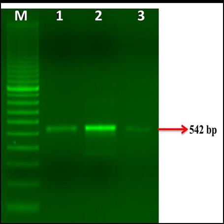 8SITS8S ve COI gen bölgelerini amplifiye eden primer setleri ile izolatlara ait gdna ların PCR amplifikasyonu sonucu agaroz jel üzerinde sırasıyla 54 bp ve 03 bp spesifik DNA fragmentleri
