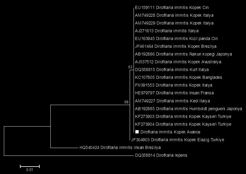 7 genetik farklılık gösterdiği, diğer izolatlarla ise % 00 identik olduğu belirlenmiş ve filogenetik ağaç üzerinde (Şekil IV) ilgili izolatlarla monofiletik cluster