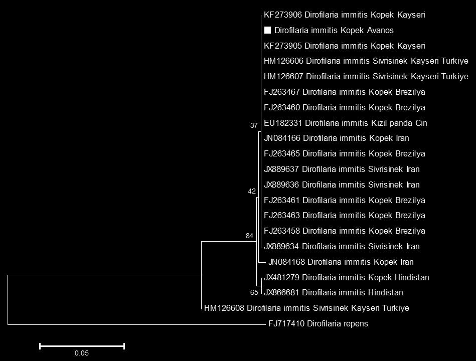 immitis izolatı ile GenBank a kayıtlı diğer benzer bazı izolatların parsiyel COI gen bölgesine göre filogenetik ilişkileri (Neighbour JoiningTamura Nei modeli,