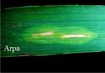 translucens izolatından 68 adedi buğdaylarda, 2 adedi arpada simptom oluşturuken yulaf, çavdar, tritikale ve brom