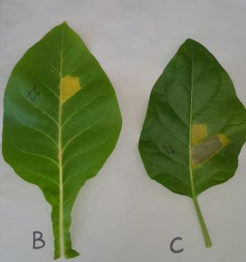 olarak değerlendirilmiştir. ġekil 6. X. translucens izolatlarının, tütün bitkisinin (Nicotiana tobaccum) farkl varyetelerine (var. Benthamiana, var.