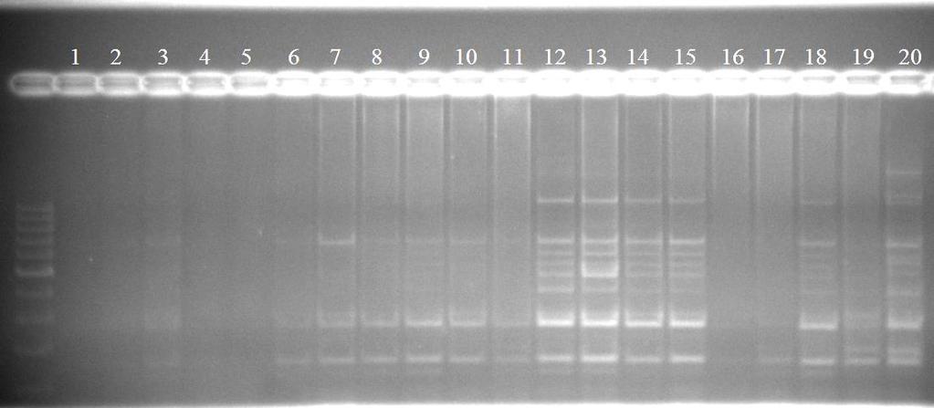 1 kb ladder 35 4.4.2. IS-PCR yöntemi kullanılarak J3 primeri ile elde edilen sonuçlar Denemede kullanılan 70 adet X.