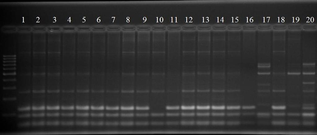 1 kb ladder 36 4.4.3. Rep-PCR yöntemi kullanılarak ERIC primerleri ile elde edilen sonuçlar Denemede kullanılan 70 adet X.