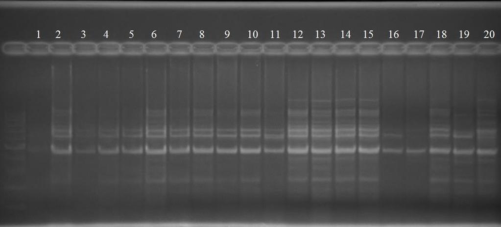 37 4.4.4. Rep-PCR yöntemi kullanılarak BOX primeri ile elde edilen sonuçlar Denemede kullanılan 70 adet X.