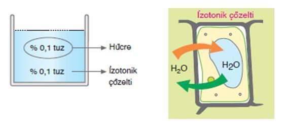 2. İzotonik Çözelti: İzo eşit demektir. Dolayısıyla bu çözeltinin yoğunluğu hücre içi yoğunluğa eşittir.