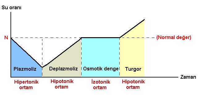 Hücrenin bulunduğu ortamlara göre durumu: Not: Bir bitki hücresi saf suya bırakıldığında turgor duruma geçer. Bir hayvan hücresi saf suya bırakıldığında aşırı su alır ve patlar.