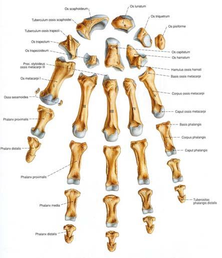 3 2.GENEL BİLGİLER 2.1. El Anatomisi ve Fonksiyonu 2.1.1. Kemikler Şekil 1: El Kemikleri (Sobotta İnsan Anatomisi Atlası, Türkçe 3. Baskı, 1.