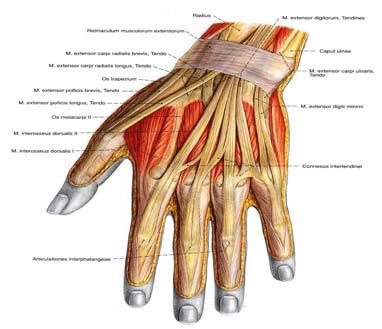 İç taraftaki iki lumbrikal kas nervus ulnaris in derin dalı; dış taraftaki iki lumbrikal kas ise nervus medianus un parmaklara giden dalları tarafından innerve edilirler (11). D.