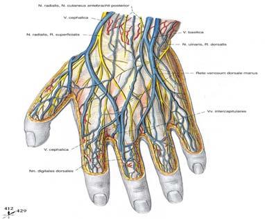Parmaklar, kaslar ve eklemlere giden damarlar bu iki ağdan ve ağları oluşturan damarlardan köken alırlar (11).
