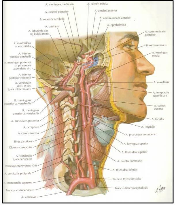 Resim 1: Arteria subclavia ve dalları ile a.