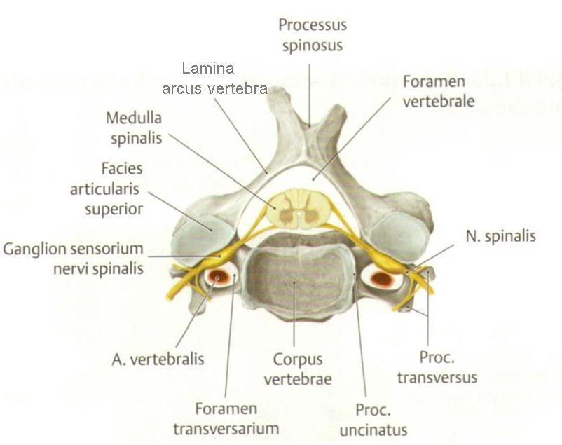 Resim 3: Arteria vertebralis in foramen transversarium içerisindeki aksiyel kesiti (Gilroy AM, Anatomi Atlas ından alınmıģtır) 7. 2.1.3. Pars cervicalis in dalları: Rami spinales (Spinal dallar): Bu küçük dallar, foramen intervertebrale lerden, canalis vertebralis içine girerler.