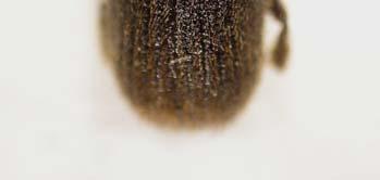nigra ve P. pinea larda bulunmuştur (Schedl, 1961; Selmi, 1998). Erginlerinin büyüklüğü 4.7-6 mm arasındadır.