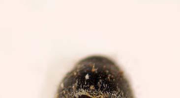 Erginleri 1.9-2.3 mm büyüklüğündedir. Kanat örtüleri siyahımsı kahverenginde, öne doğru daralan boyun kalkanı siyah renktedir.