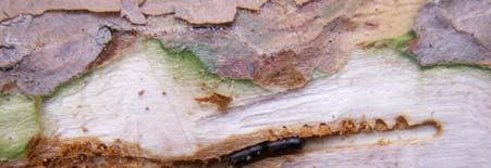 2006 günü Antalya-Çakırlar Orman Deposu nda Aralık 2005 ten beri depoda beklemekte olan emvalde ortalama 25 cm çapındaki odunlarda ergin ve larvalarına rastlanmıştır. 12.