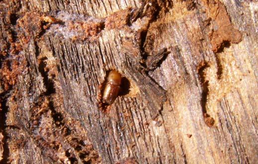 22.01.2007 de Gölhisar-Büyükalan Köyü mevkisinde (1000 m) kızılçam ormanında beklemekte olan emvallerde ergin, pupa, larva ve genç erginleri (Şekil 4.63) bir arada görülmüştür. Şekil 4.63. Orthotomicus erosus (Woll.